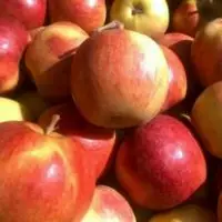 Яблука Лігол на експорт