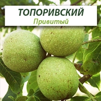Привитые саженцы грецкого ореха Топоровский