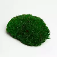 Стабилизированный мох Green Ecco Moss  кочка тёмно-зеленая 0,5 кг
